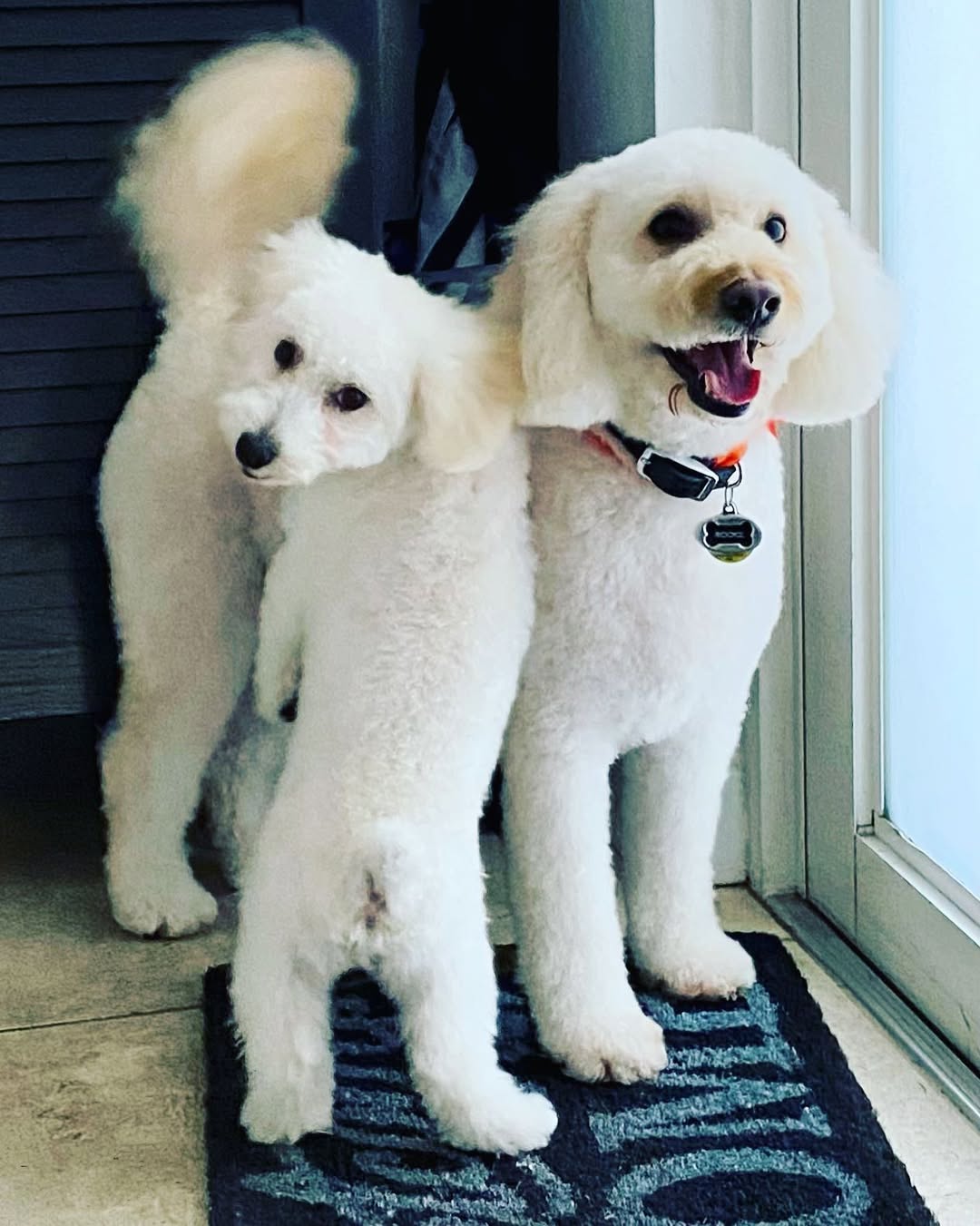 Groomed dog - Pimp My Dog Miami