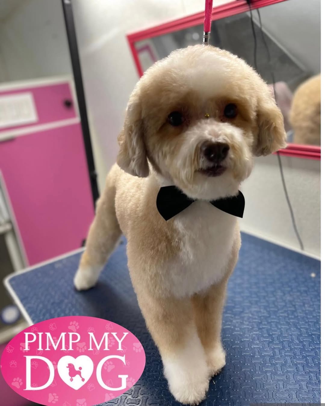 Groomed dog - Pimp My Dog Miami
