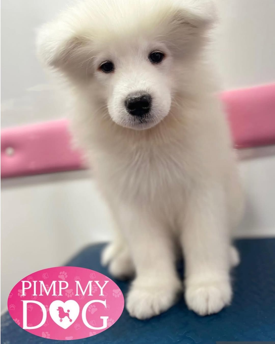 Groomed dog - Pimp My Dog Miami