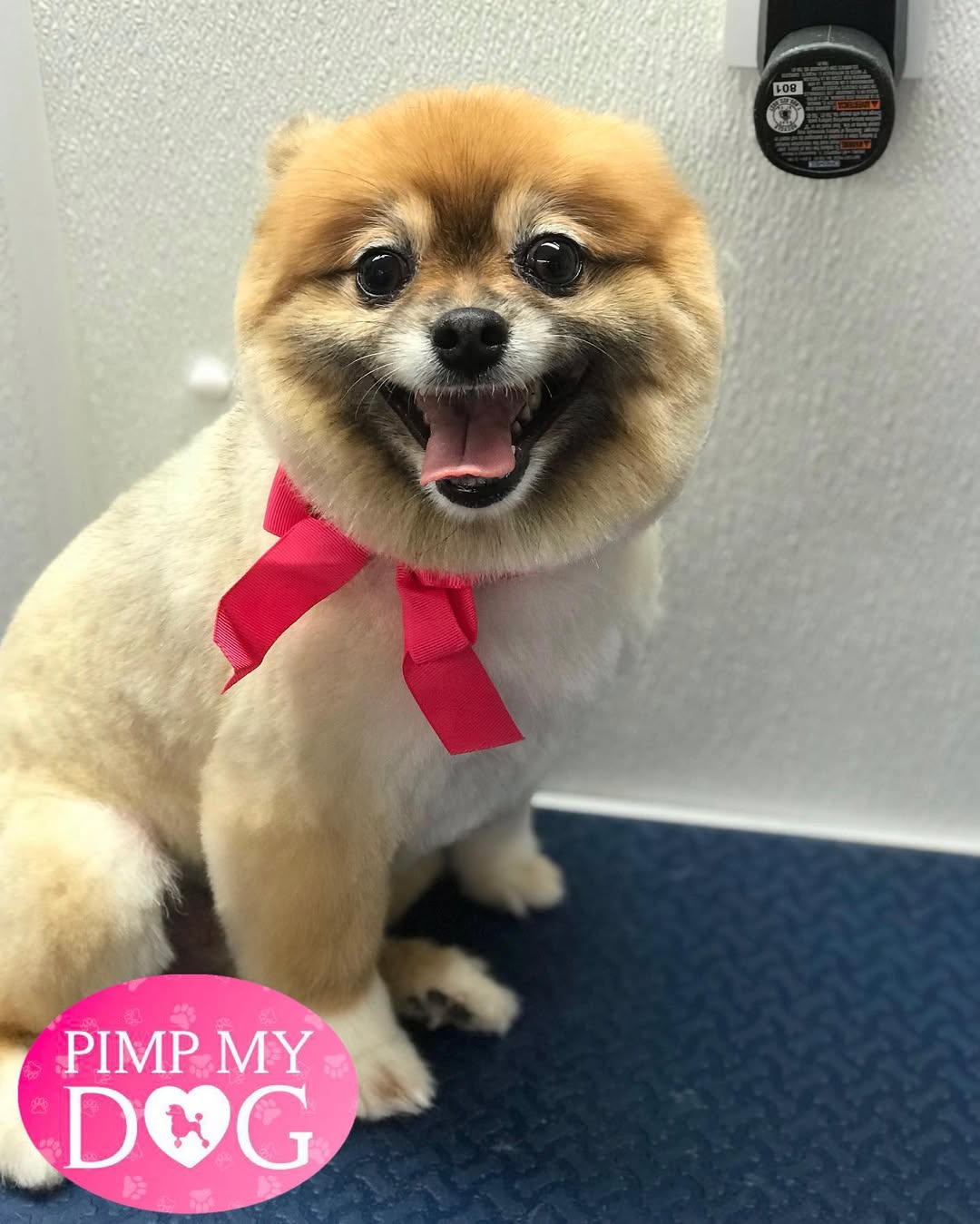 Groomed dog - Pimp My Dog Miami