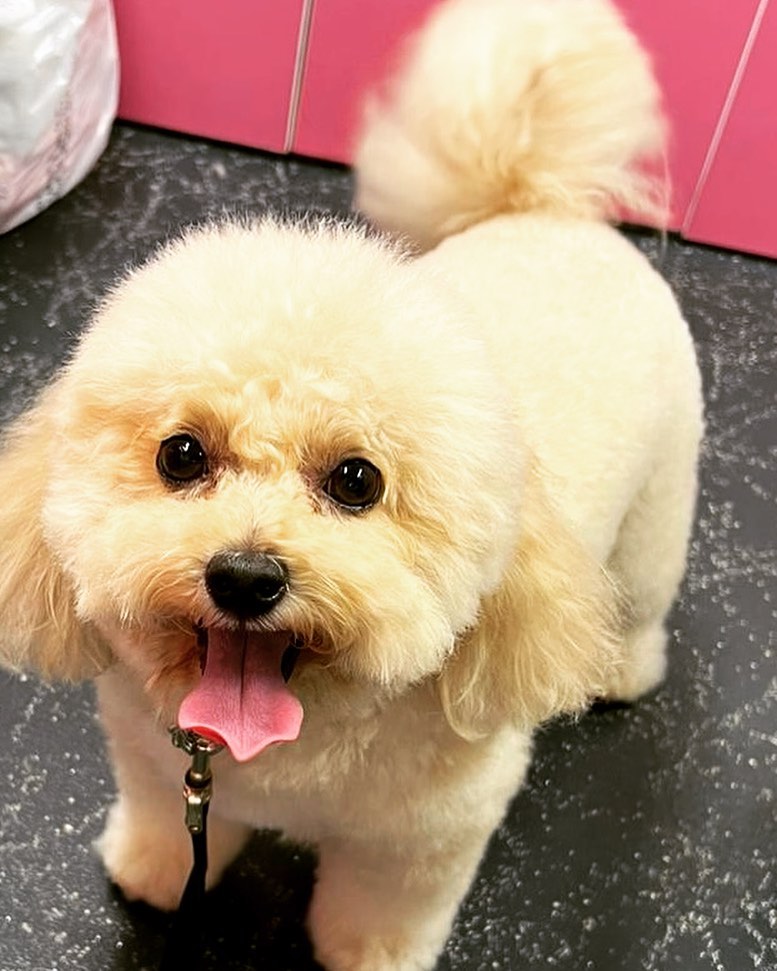 Groomed dog - Pimp My Dog Miami