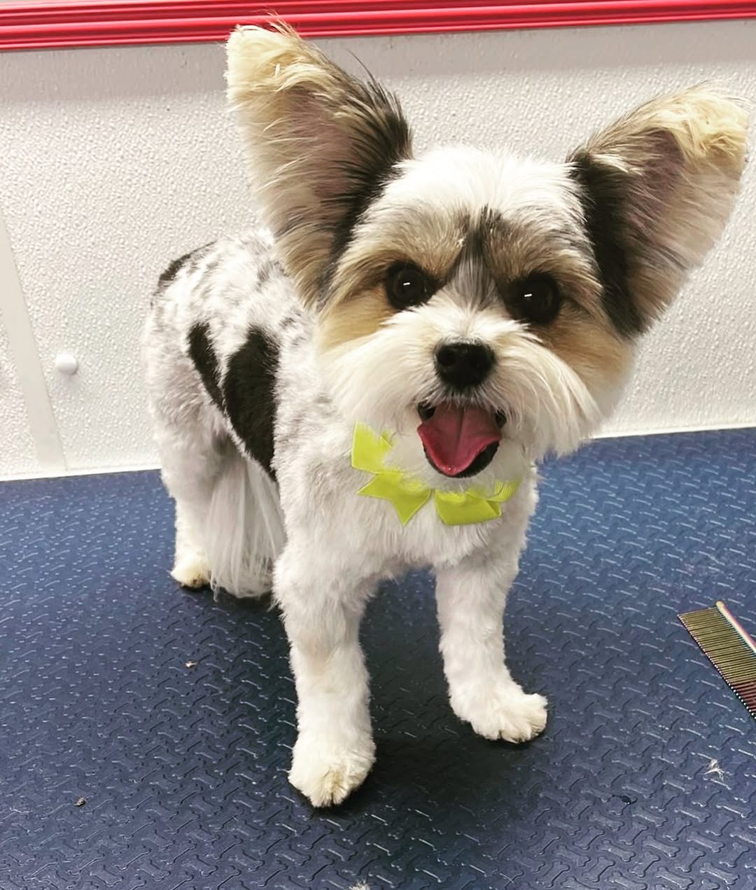 Groomed dog - Pimp My Dog Miami