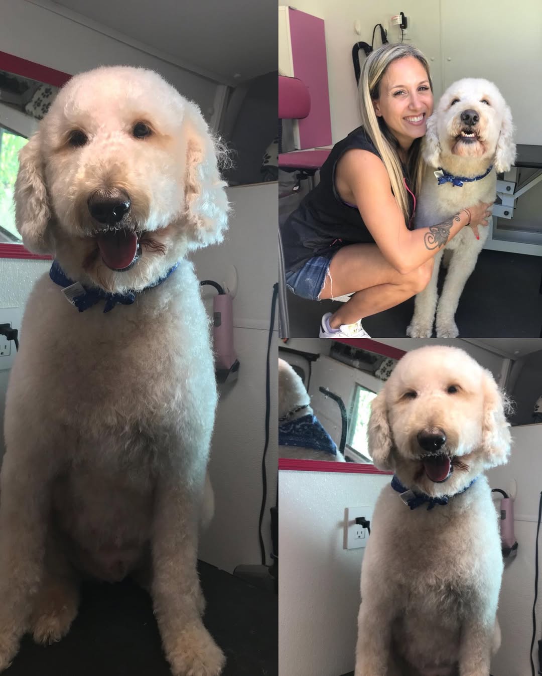 Groomed dog - Pimp My Dog Miami