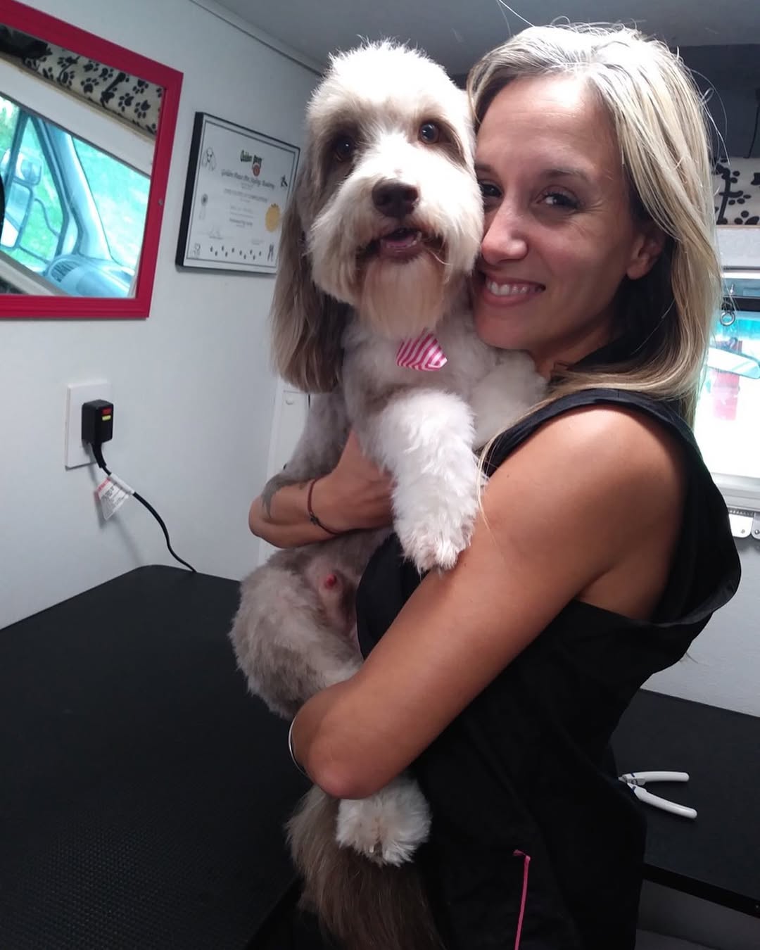 Groomed dog - Pimp My Dog Miami