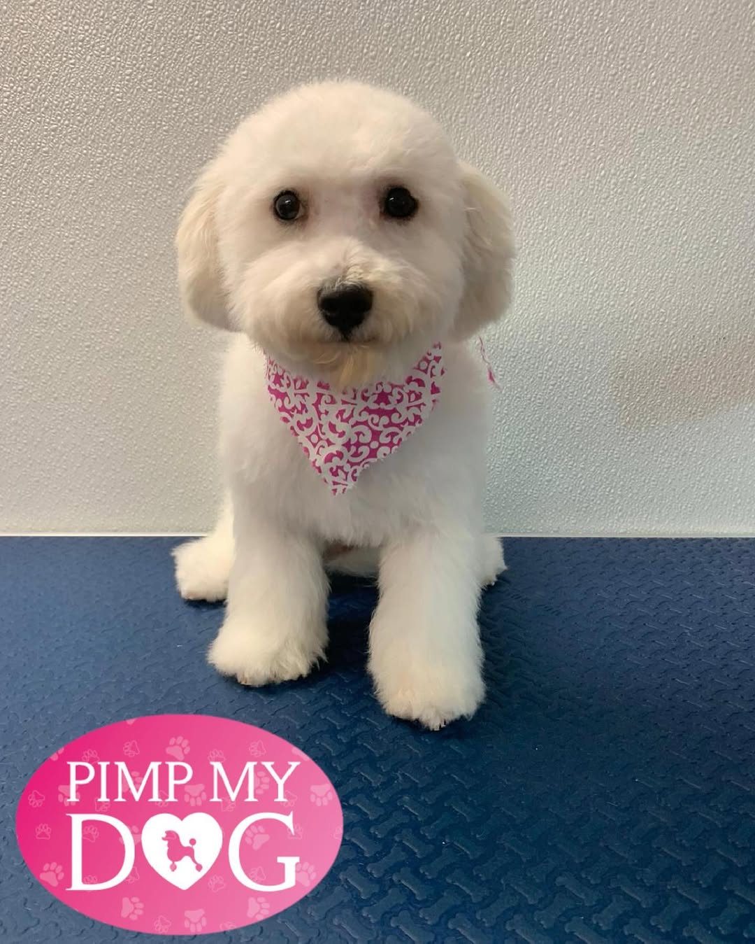 Groomed dog - Pimp My Dog Miami