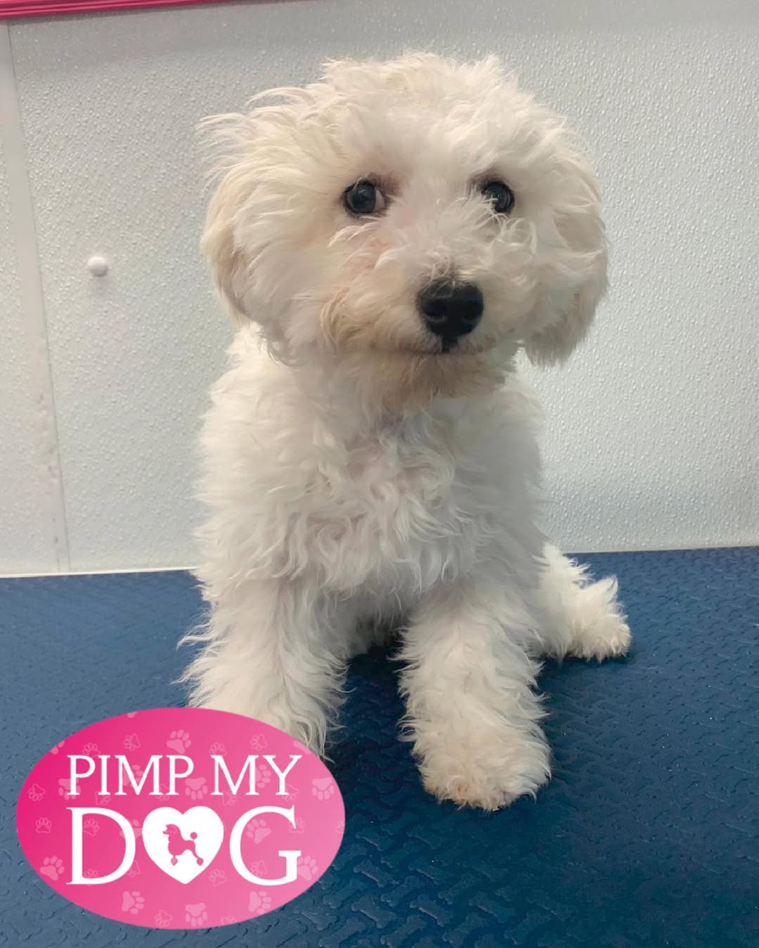 Groomed dog - Pimp My Dog Miami