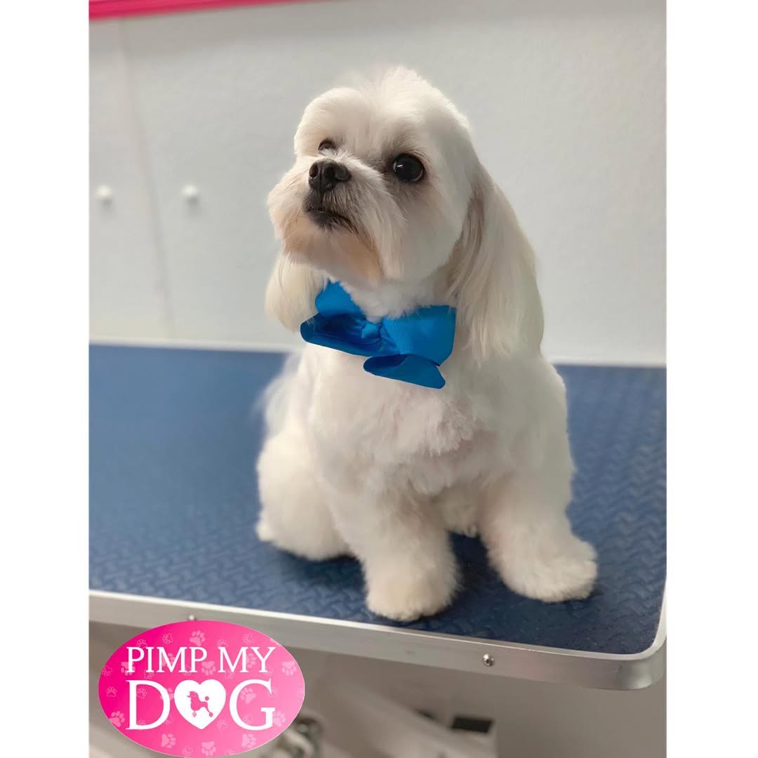 Groomed dog - Pimp My Dog Miami