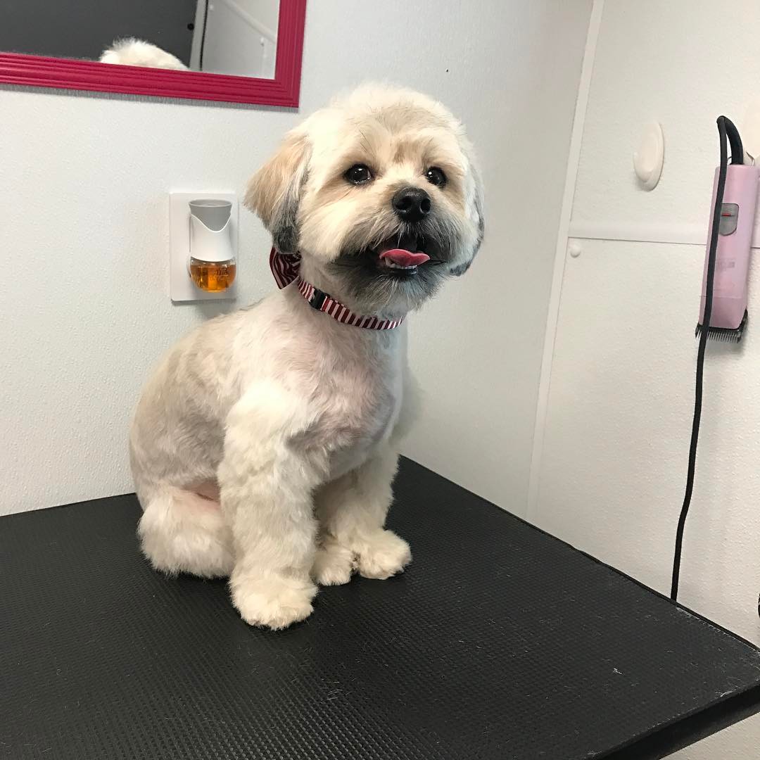 Happy Groomed Dog - Pimp My Dog Miami